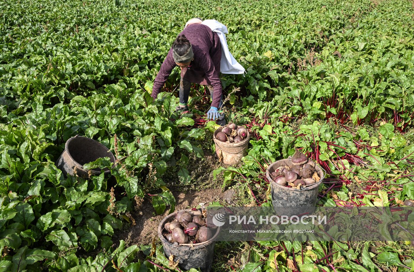 Сбор урожая овощей в Крыму