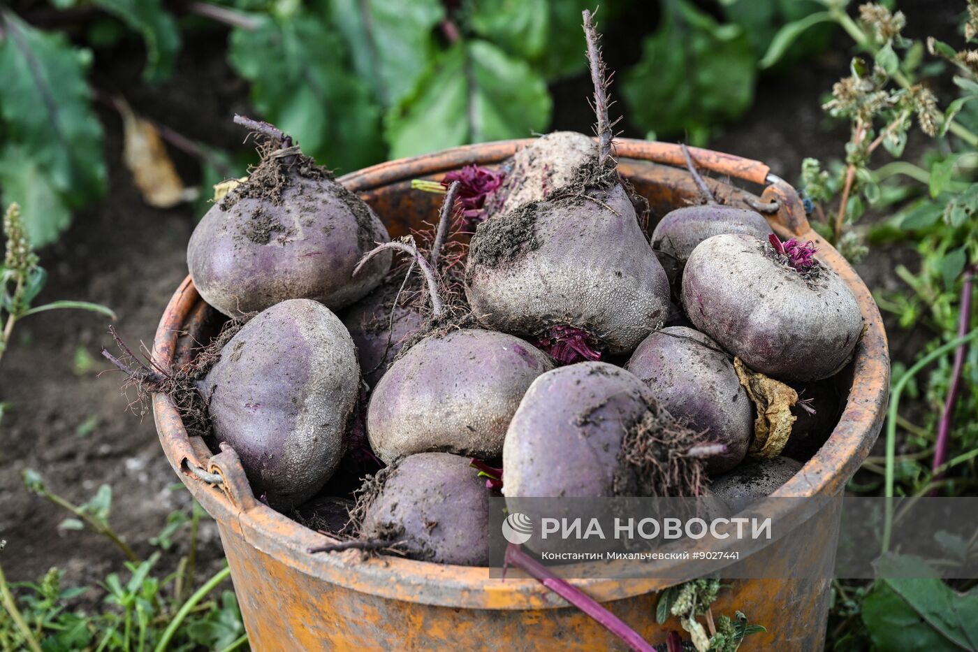 Сбор урожая овощей в Крыму