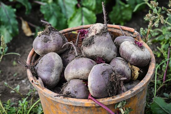 Сбор урожая овощей в Крыму