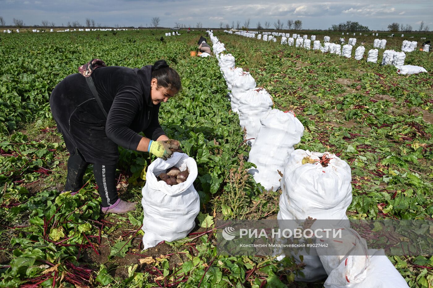 Сбор урожая овощей в Крыму