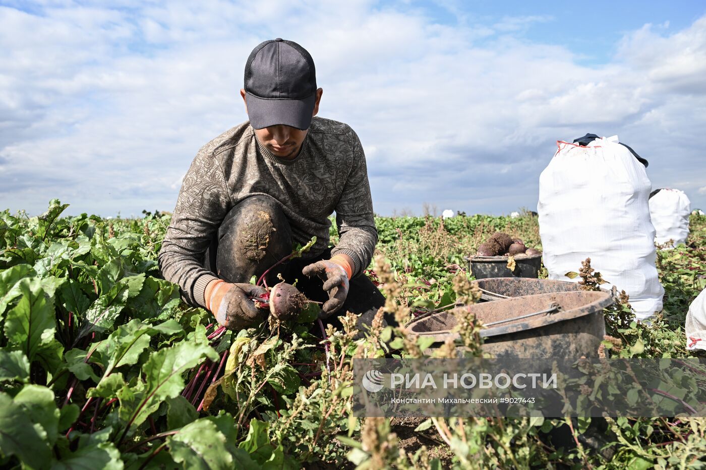 Сбор урожая овощей в Крыму