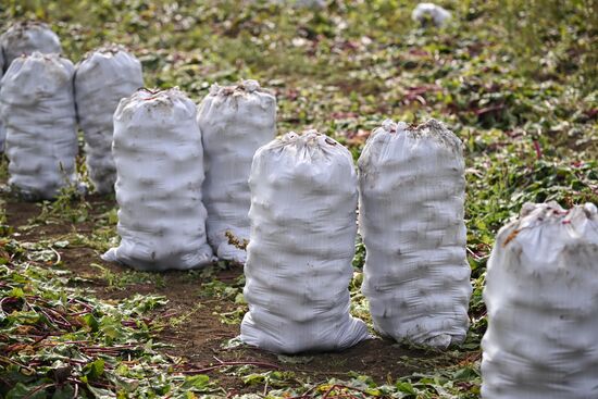 Сбор урожая овощей в Крыму