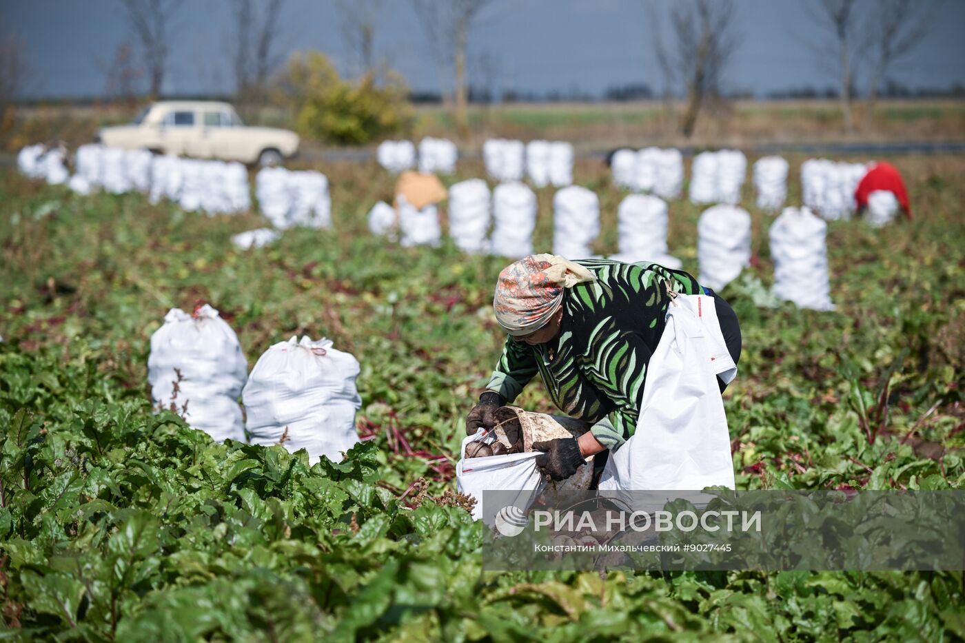 Сбор урожая овощей в Крыму