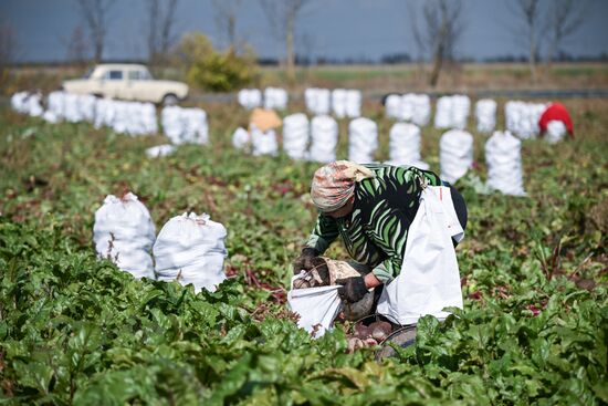 Сбор урожая овощей в Крыму
