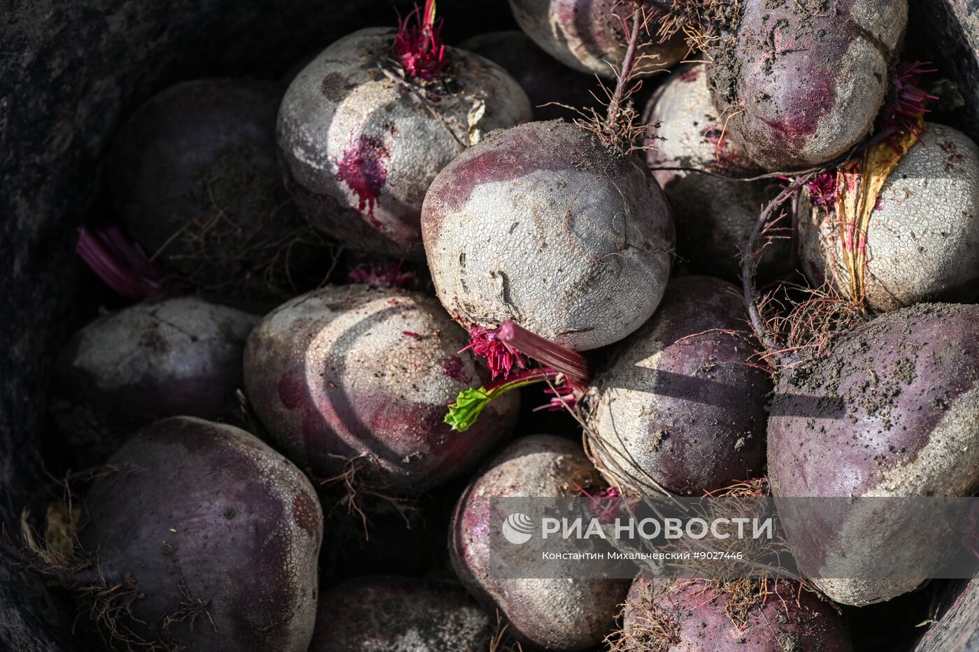 Сбор урожая овощей в Крыму