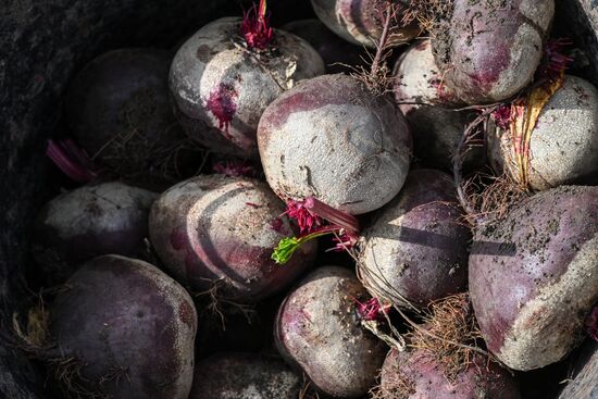 Сбор урожая овощей в Крыму