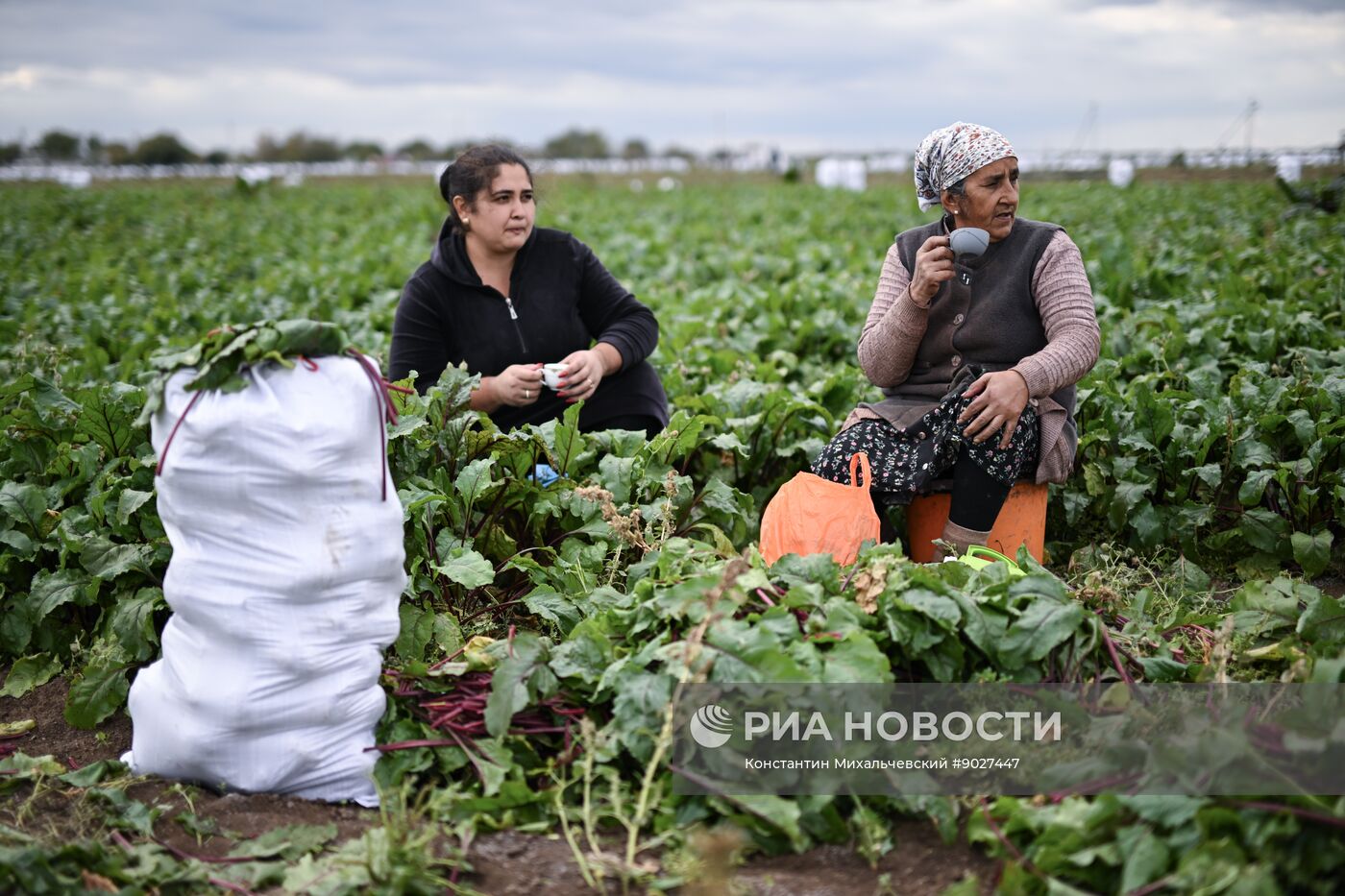 Сбор урожая овощей в Крыму