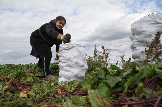 Сбор урожая овощей в Крыму