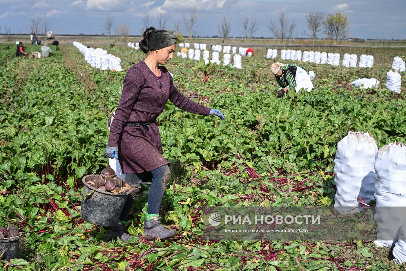 Сбор урожая овощей в Крыму