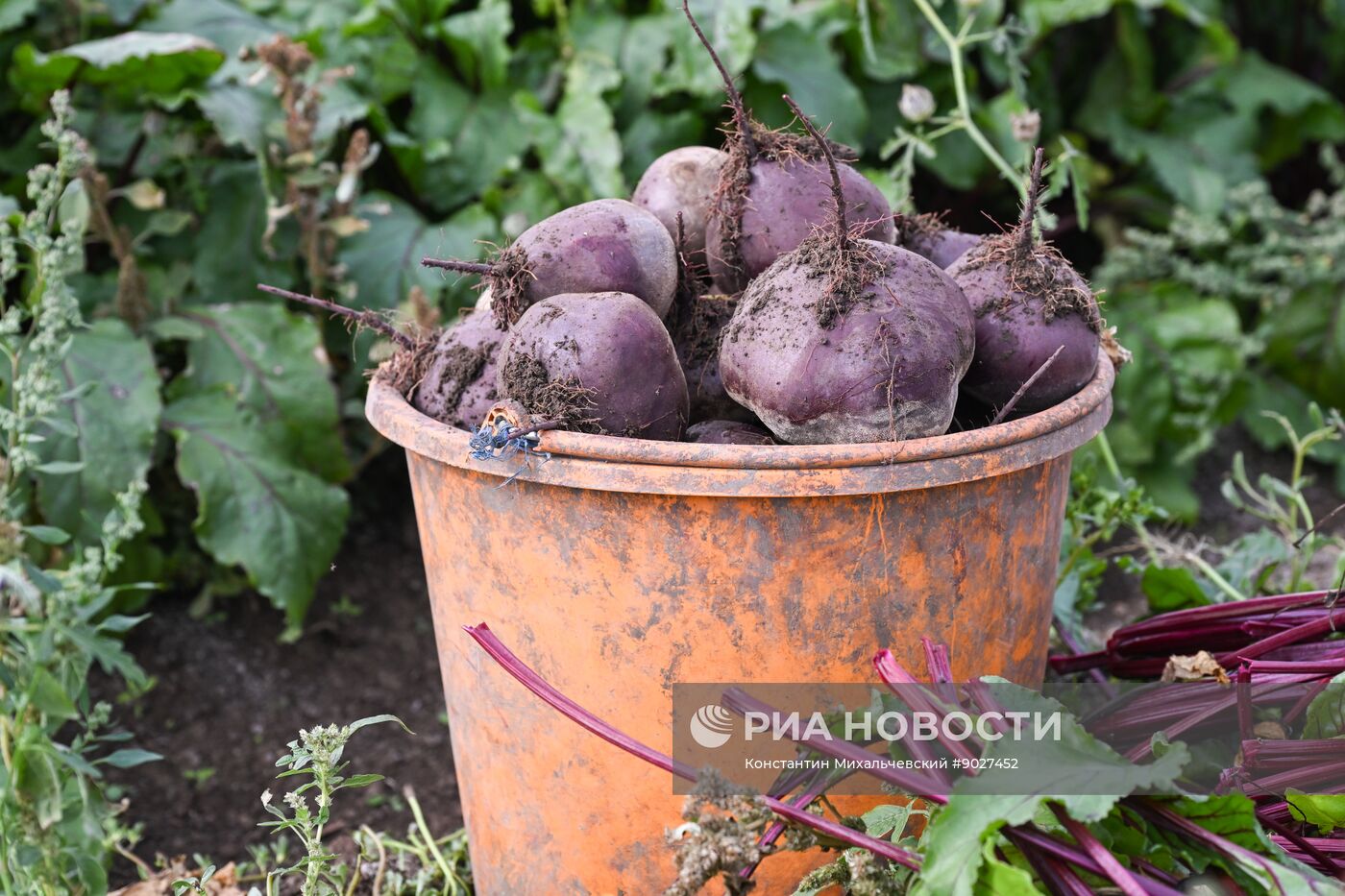 Сбор урожая овощей в Крыму