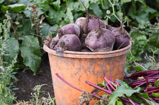 Сбор урожая овощей в Крыму