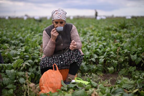 Сбор урожая овощей в Крыму