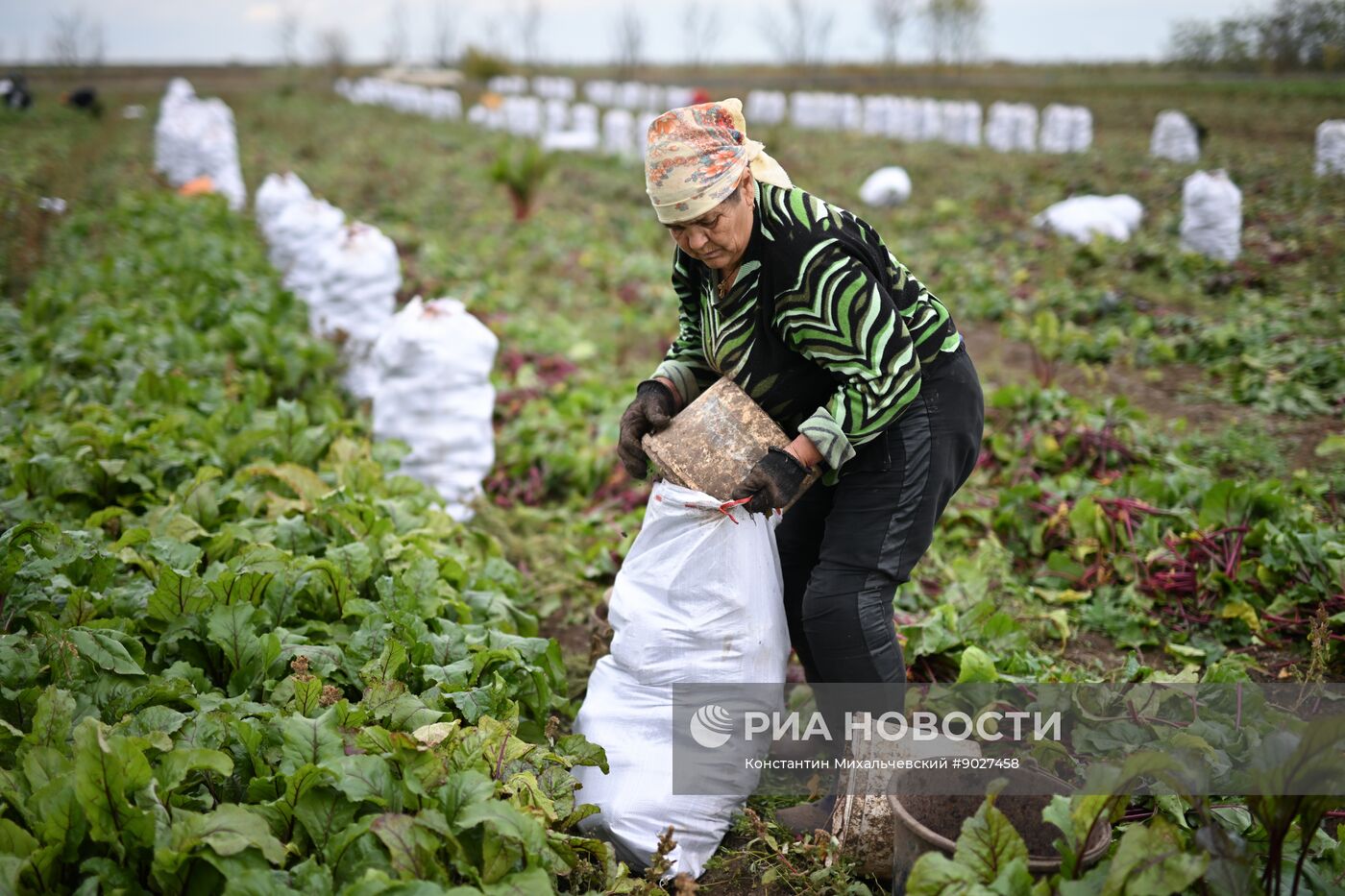 Сбор урожая овощей в Крыму