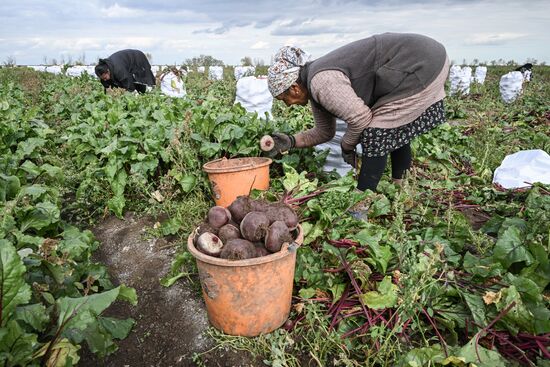 Сбор урожая овощей в Крыму