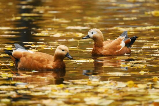 Повседневная жизнь в Москве