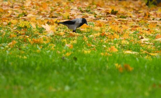 Повседневная жизнь в Москве