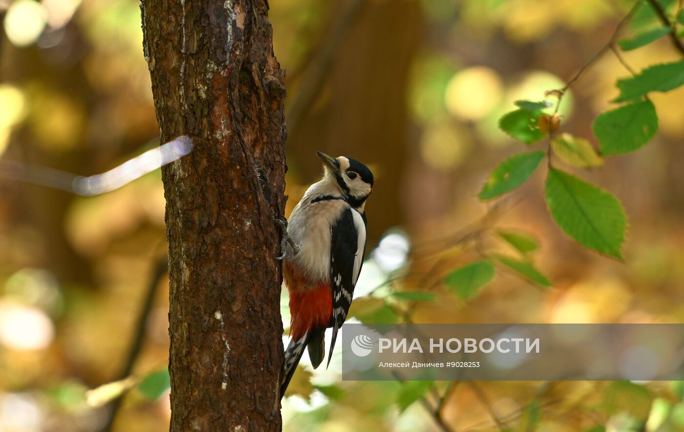 Осень в Санкт-Петербурге
