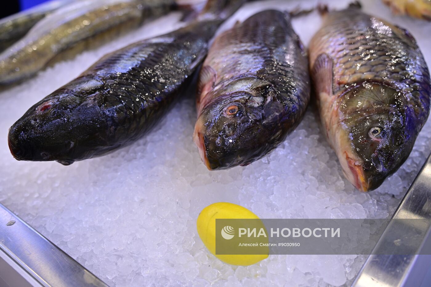 Рыбопромышленный форум "Seafood Expo Russia"