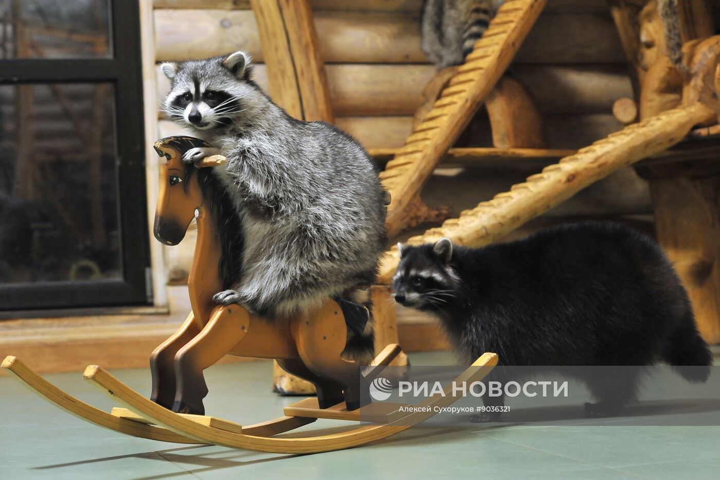 Контактный зоопарк "Изба енота" в Тамбове