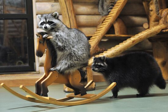 Контактный зоопарк "Изба енота" в Тамбове