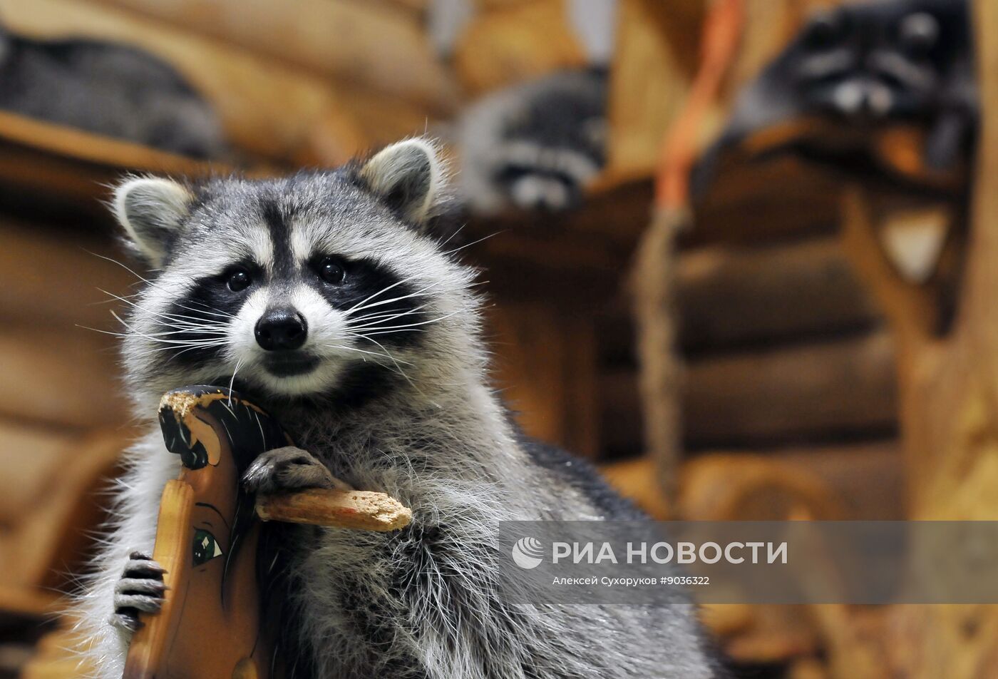 Контактный зоопарк "Изба енота" в Тамбове