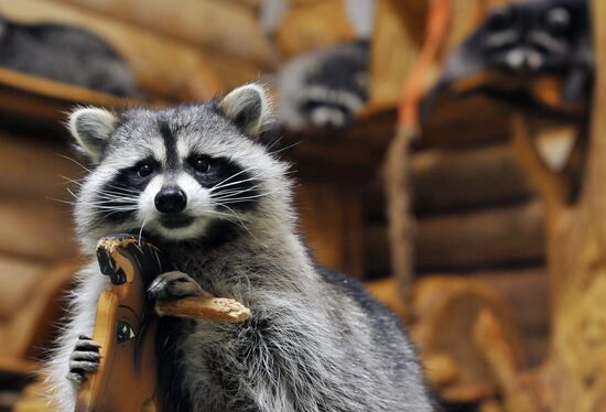 Контактный зоопарк "Изба енота" в Тамбове