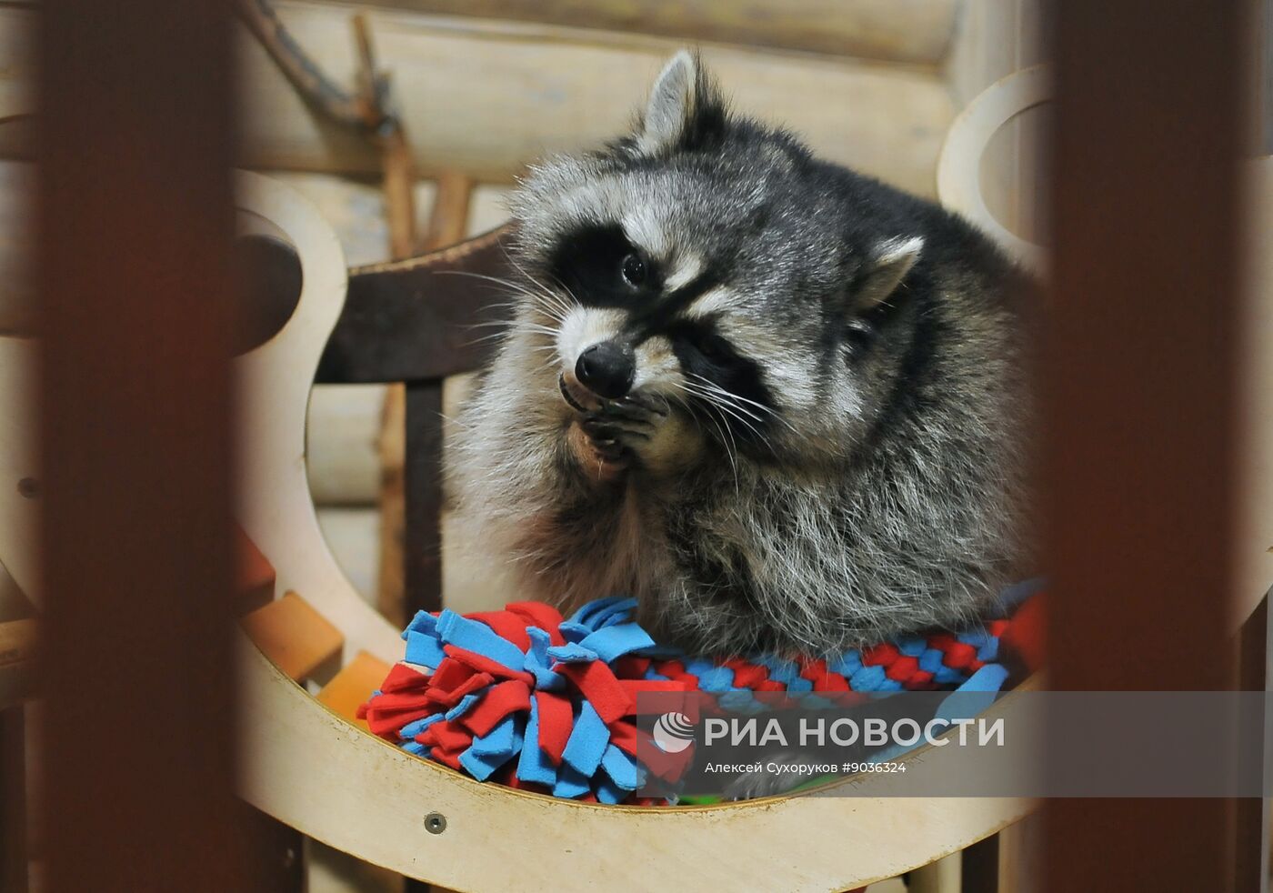 Контактный зоопарк "Изба енота" в Тамбове