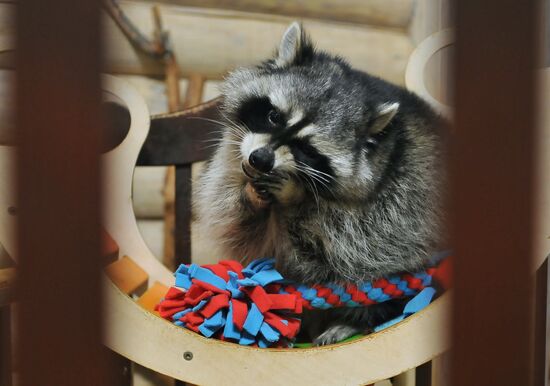 Контактный зоопарк "Изба енота" в Тамбове