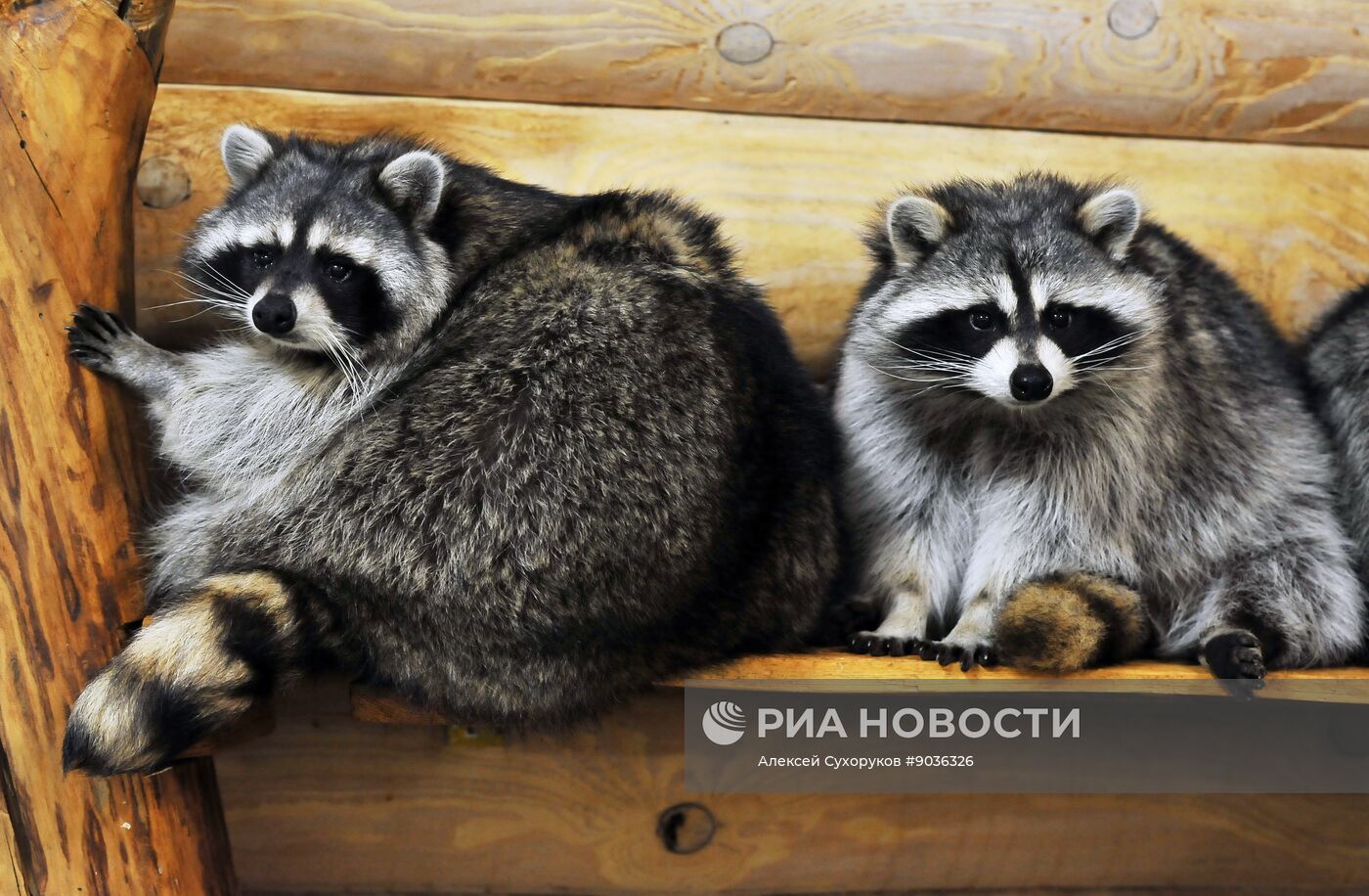 Контактный зоопарк "Изба енота" в Тамбове