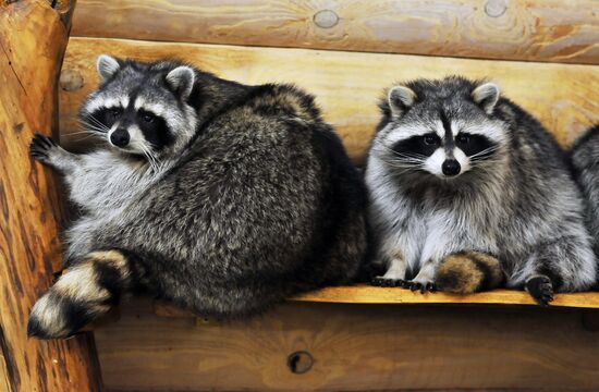 Контактный зоопарк "Изба енота" в Тамбове