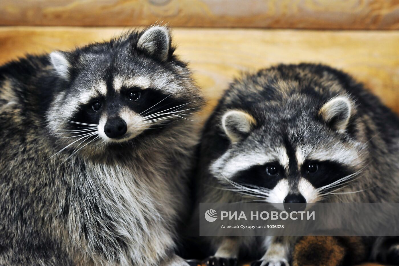 Контактный зоопарк "Изба енота" в Тамбове