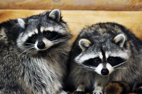 Контактный зоопарк "Изба енота" в Тамбове