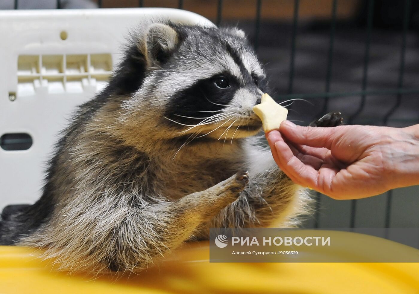 Контактный зоопарк "Изба енота" в Тамбове