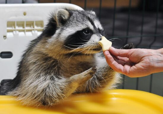Контактный зоопарк "Изба енота" в Тамбове