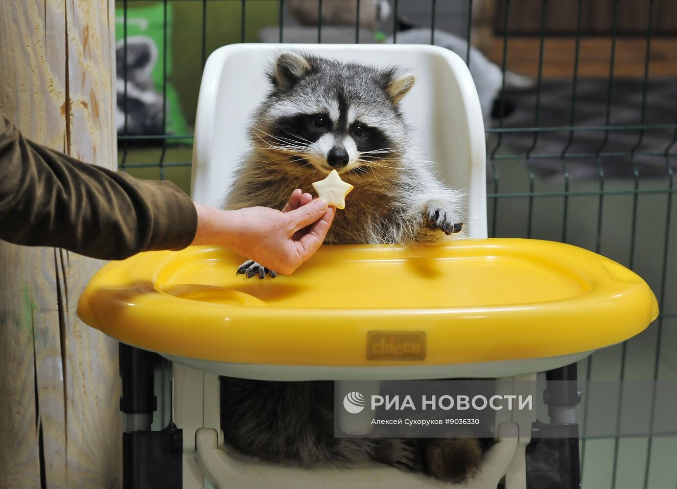 Контактный зоопарк "Изба енота" в Тамбове