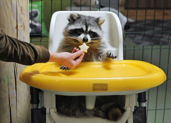 Контактный зоопарк "Изба енота" в Тамбове