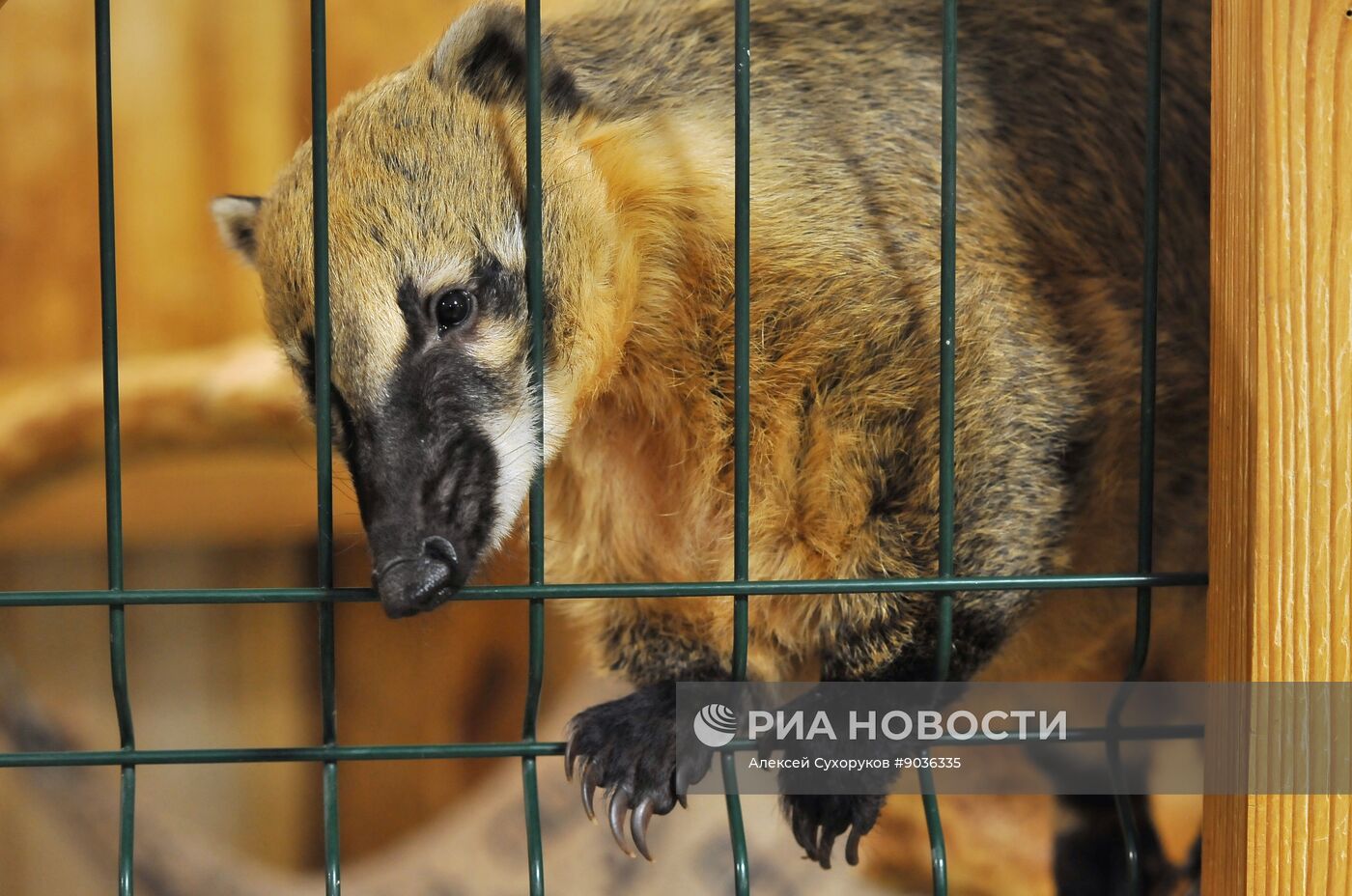 Контактный зоопарк "Изба енота" в Тамбове