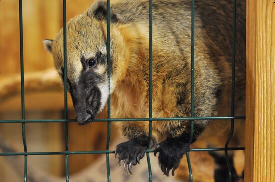 Контактный зоопарк "Изба енота" в Тамбове