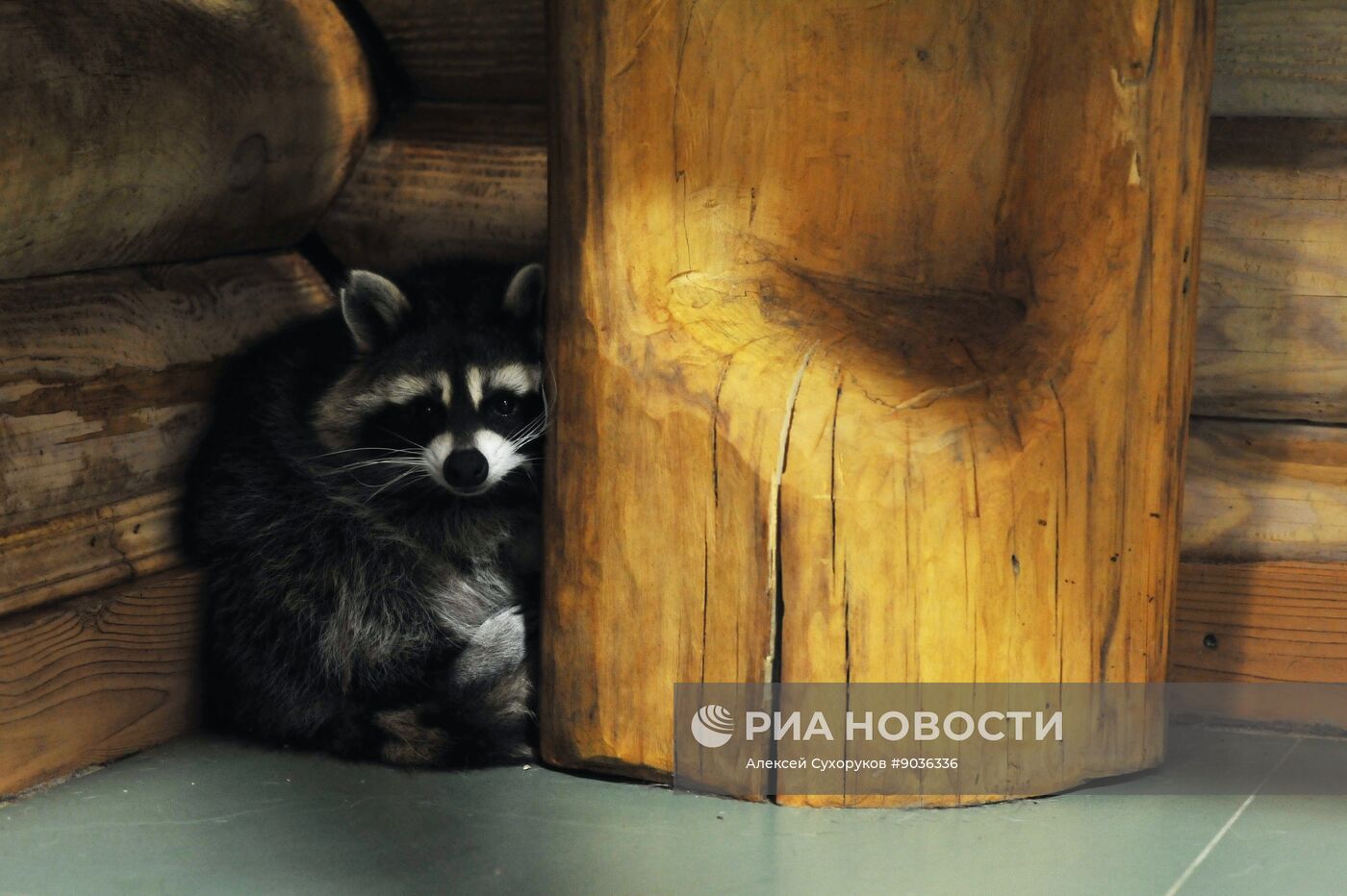 Контактный зоопарк "Изба енота" в Тамбове