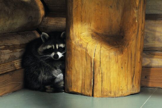 Контактный зоопарк "Изба енота" в Тамбове