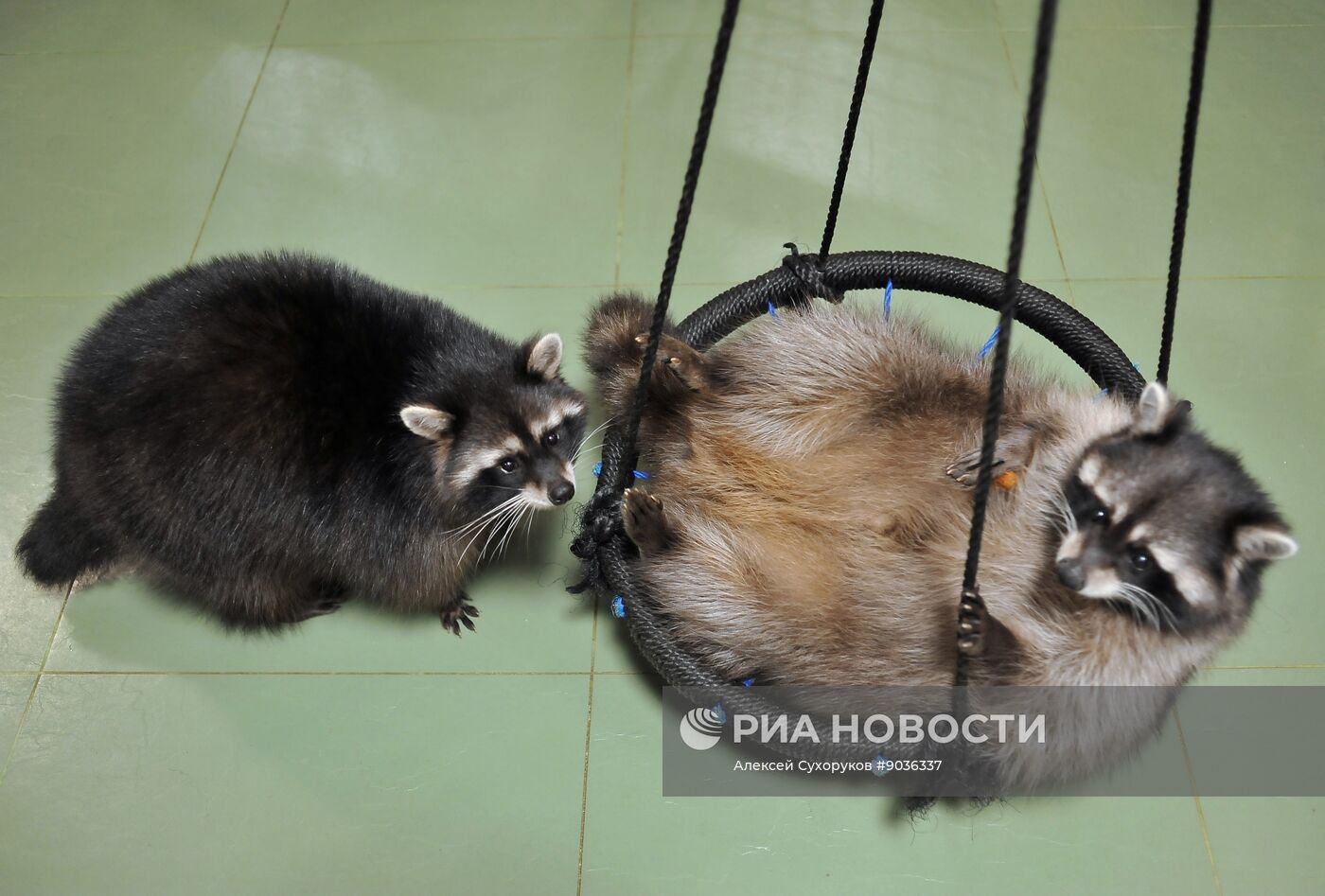 Контактный зоопарк "Изба енота" в Тамбове