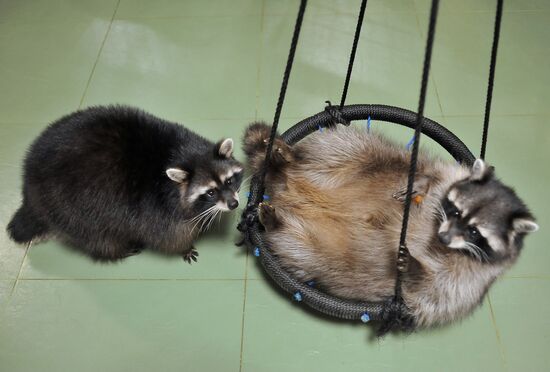 Контактный зоопарк "Изба енота" в Тамбове