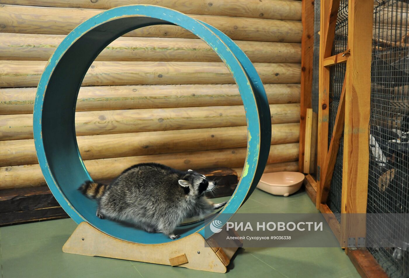 Контактный зоопарк "Изба енота" в Тамбове