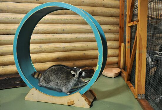 Контактный зоопарк "Изба енота" в Тамбове