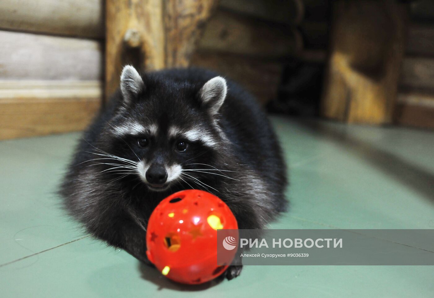 Контактный зоопарк "Изба енота" в Тамбове