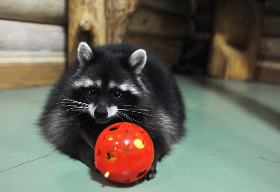 Контактный зоопарк "Изба енота" в Тамбове