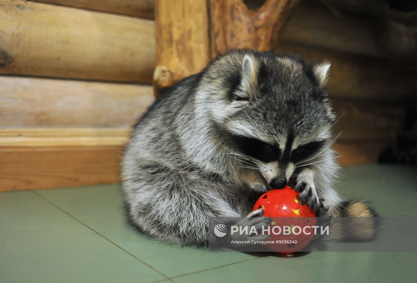 Контактный зоопарк "Изба енота" в Тамбове