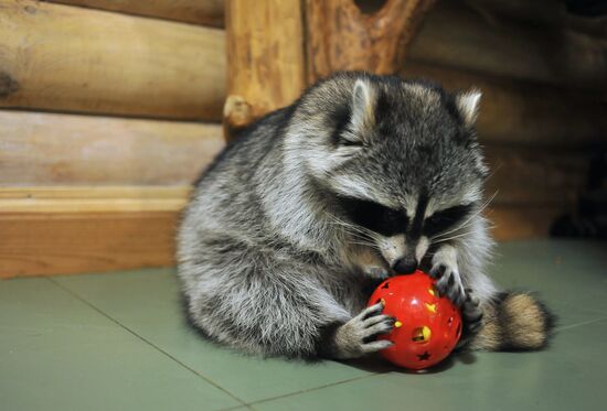 Контактный зоопарк "Изба енота" в Тамбове