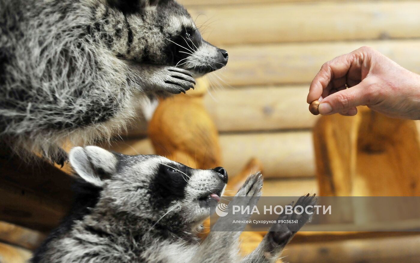 Контактный зоопарк "Изба енота" в Тамбове