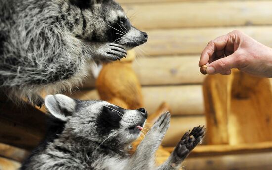 Контактный зоопарк "Изба енота" в Тамбове